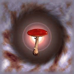 Mr_Self_Destruct - Trippy Mushrooms