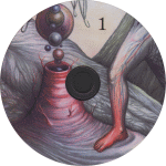 CD1