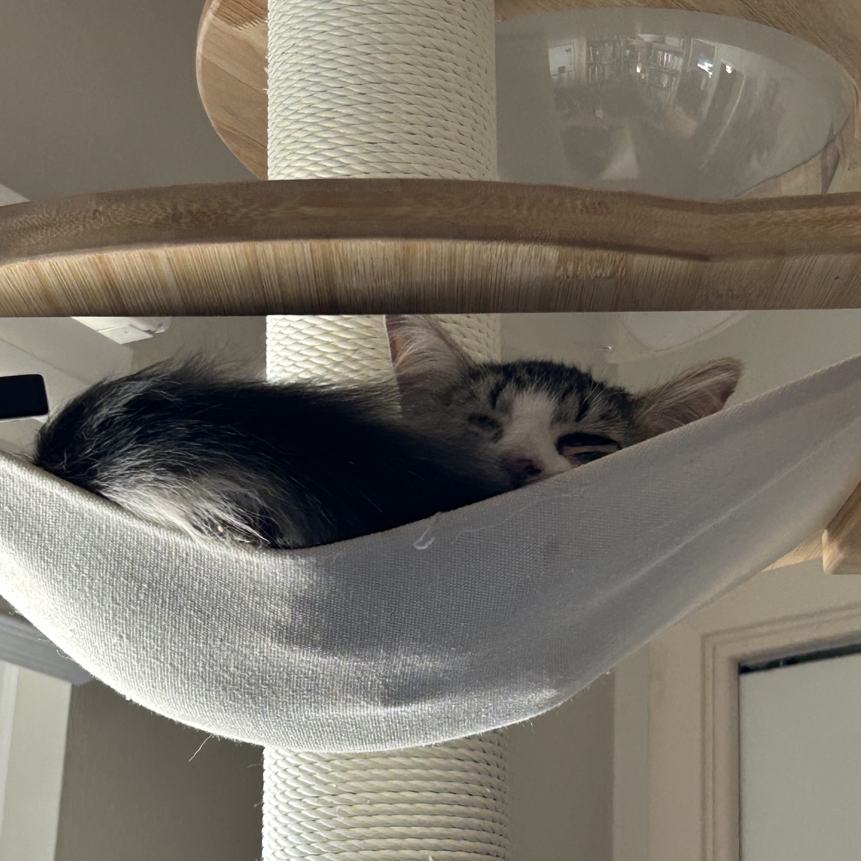 Kitten in a hammock photo by Eve