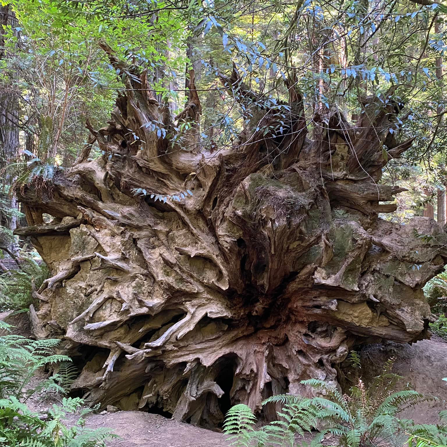 Redwood Forest Stump from Faye