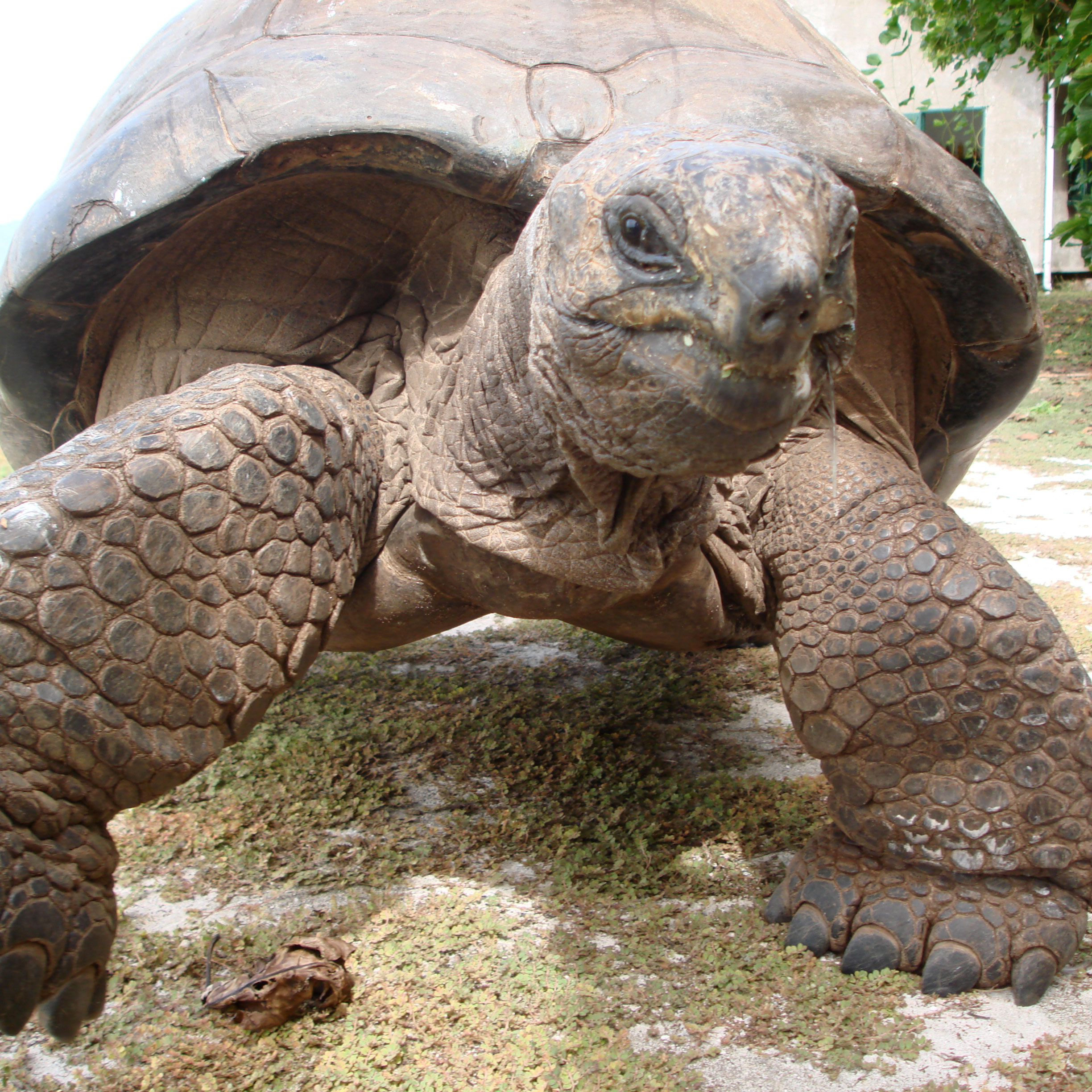 Turtle in Seychelles by Inge