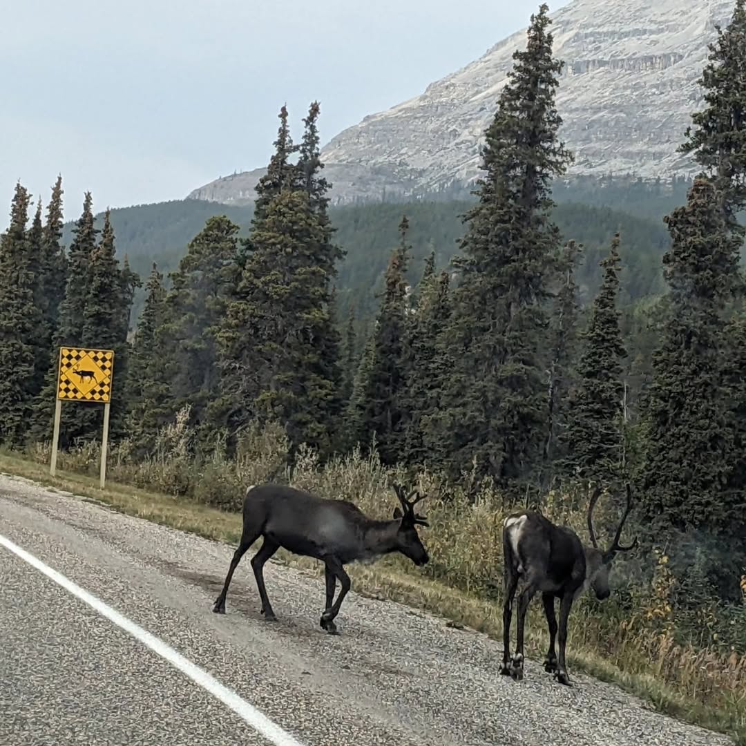 Johnny - Canadian caribou
