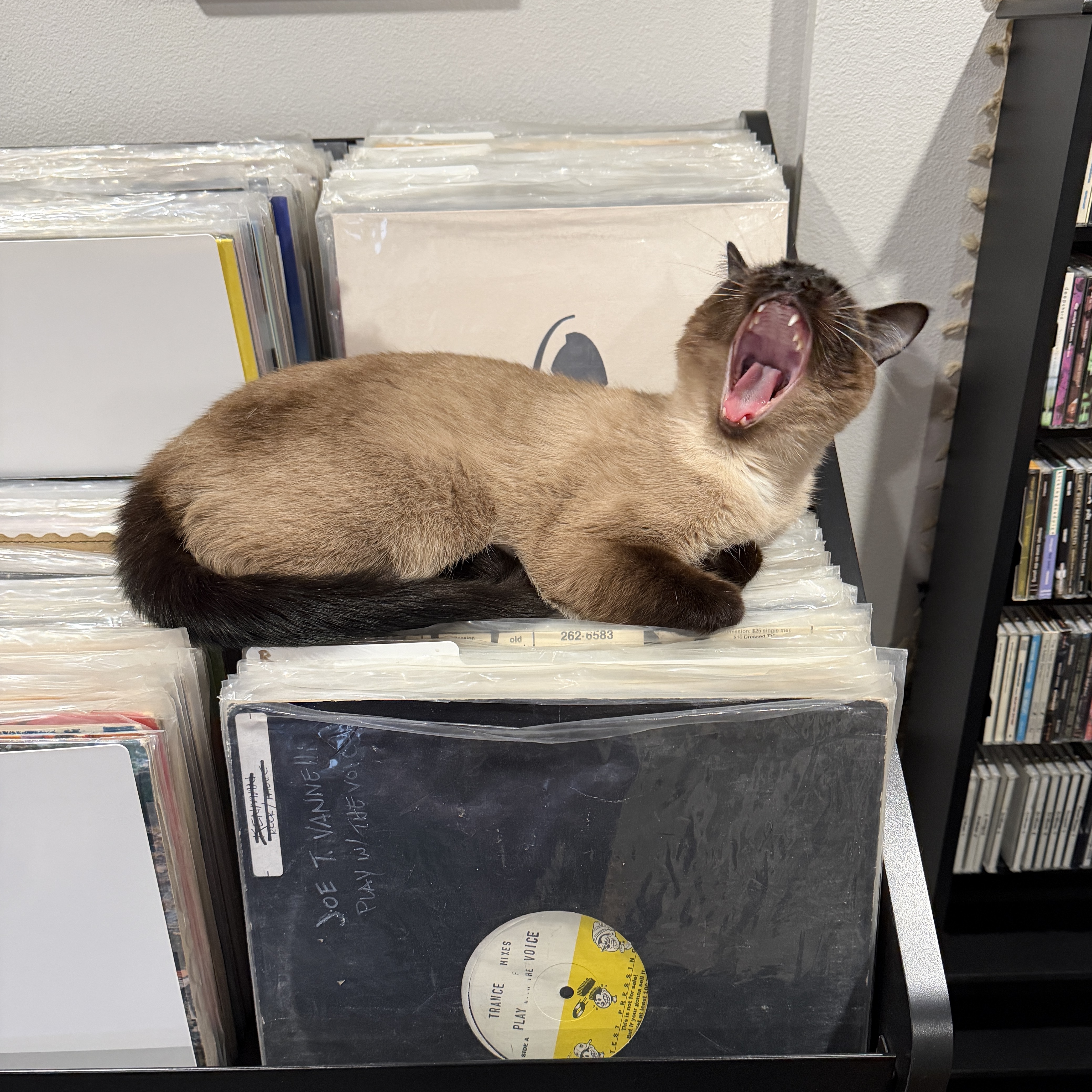 Eugenia Firefly by Philip