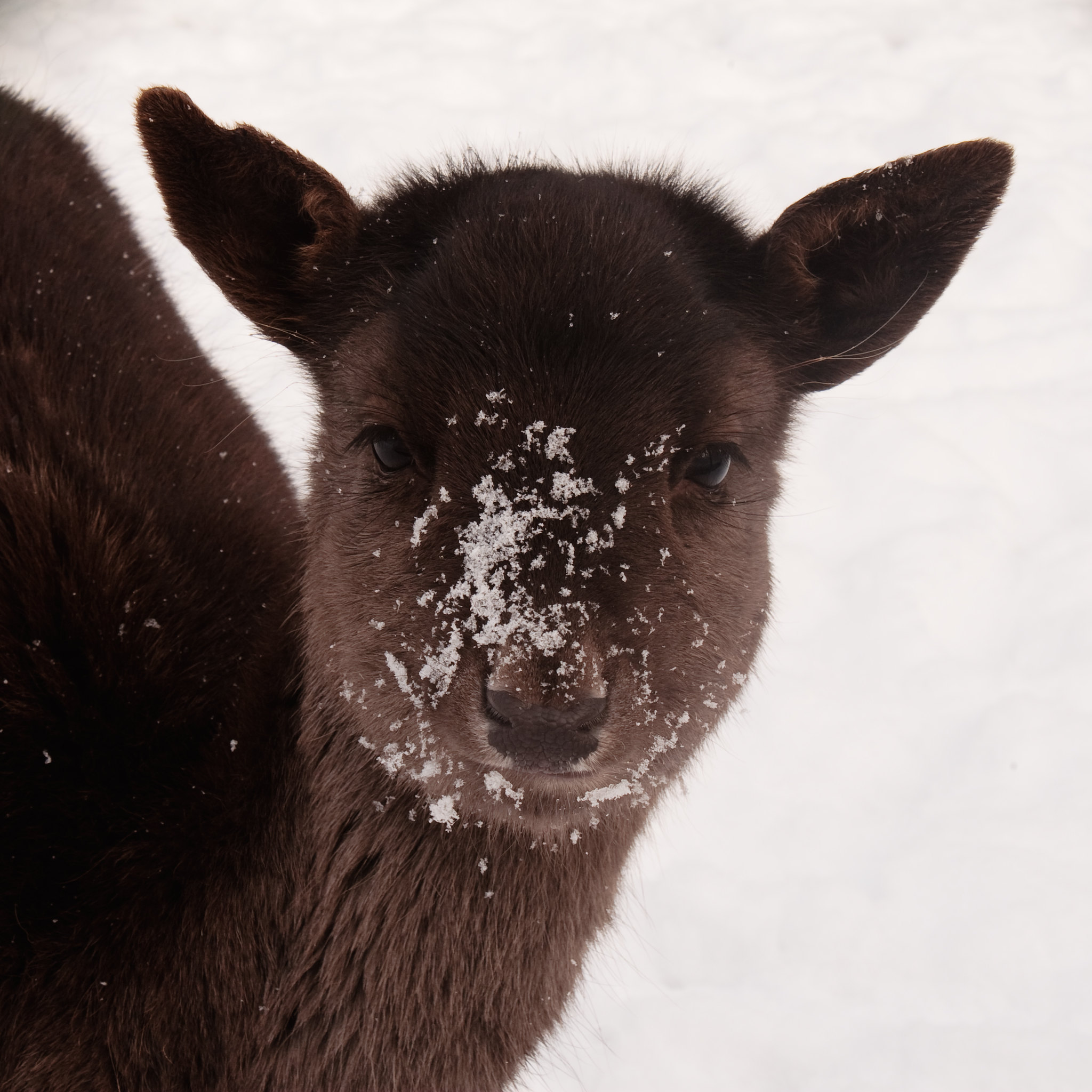 Deer in the snow by Ronald