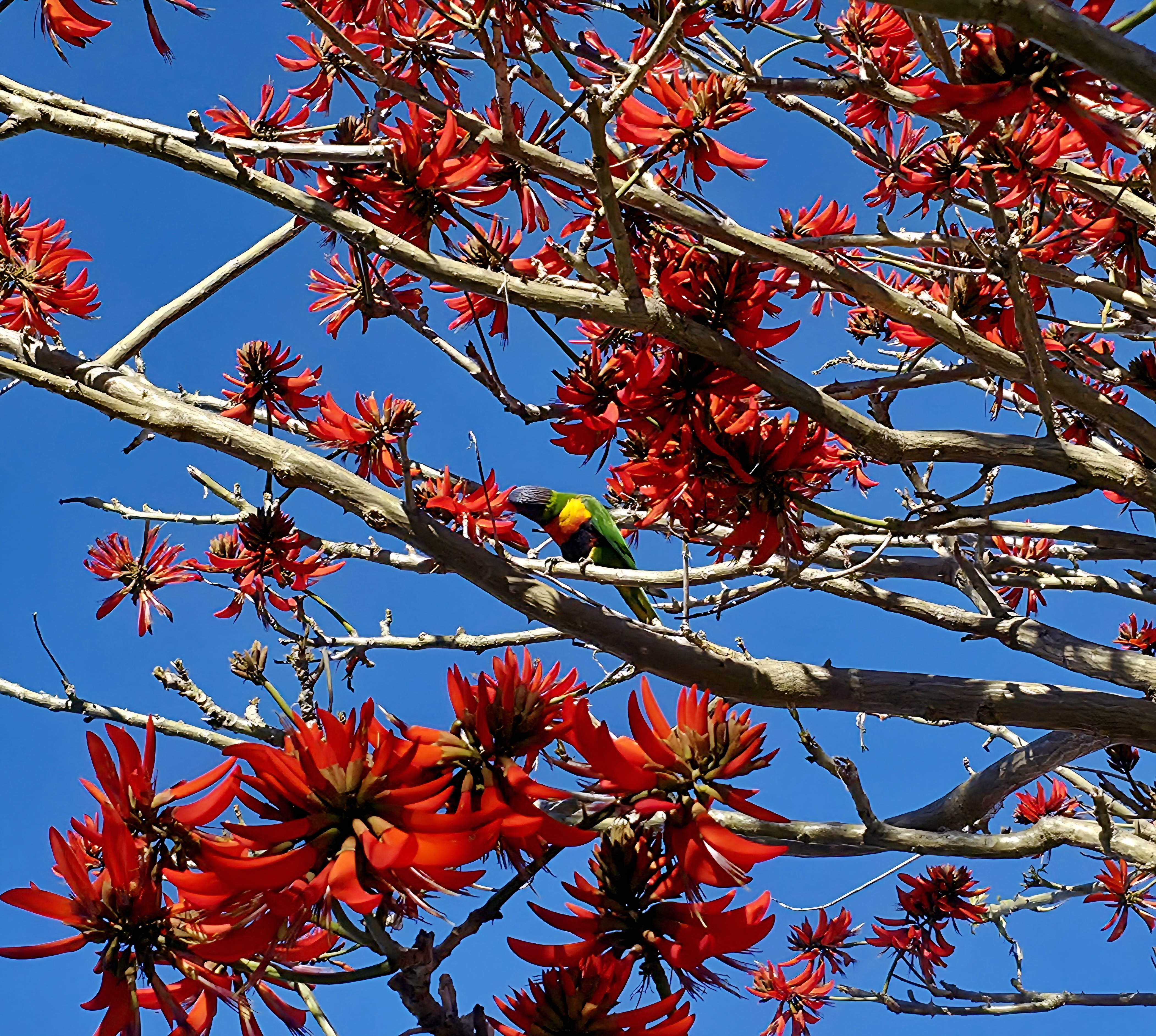 Rainbow lorikeet by Tim in Perth
